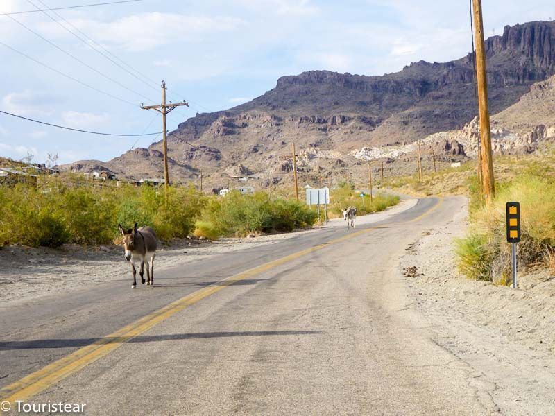 Oatman's Donkeys, Route 66