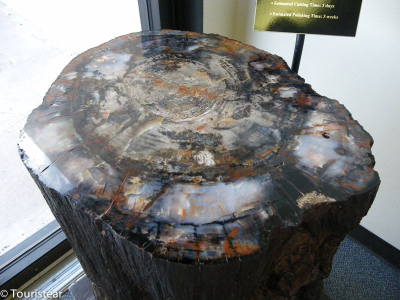 arbol petrificado en el Petrified Forest National Park