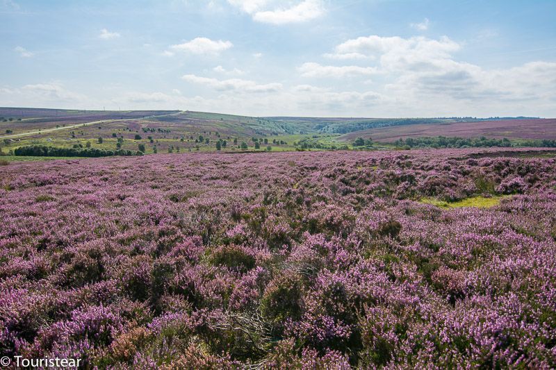 lavender field york moors