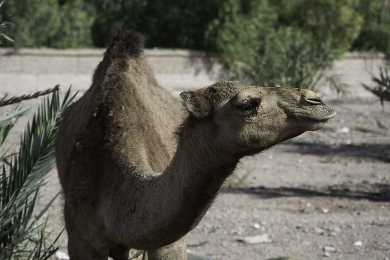 Camel in Marrakech