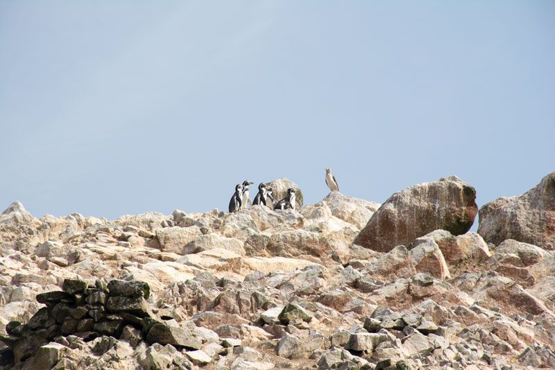 impresiones viaje a perú, paracas, islas ballestas, peru