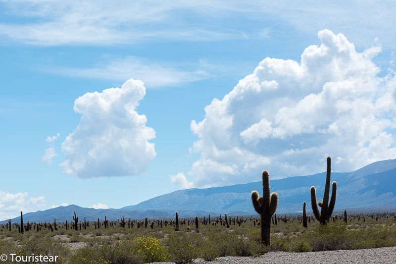 valles calchaquies cardones