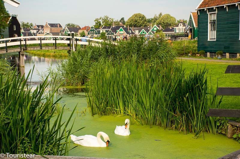 zaanse schans, swans, The Netherlands