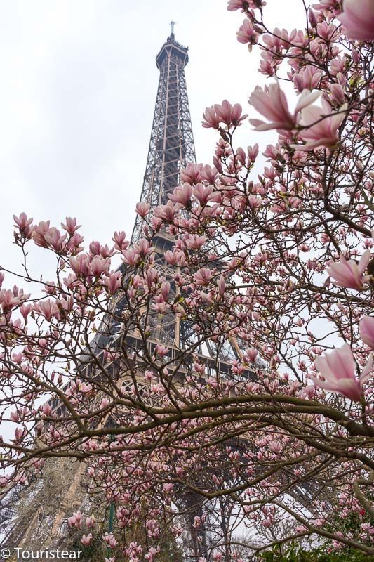 la torre eiffel con magnolias rosas, y el cielo gris.