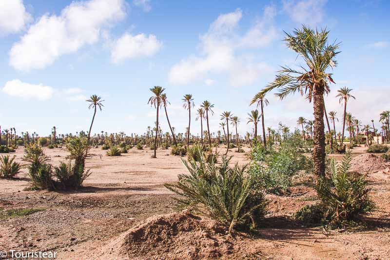 Palmeras bajo cielos luminosos para ver cuando planees un viaje a marruecos