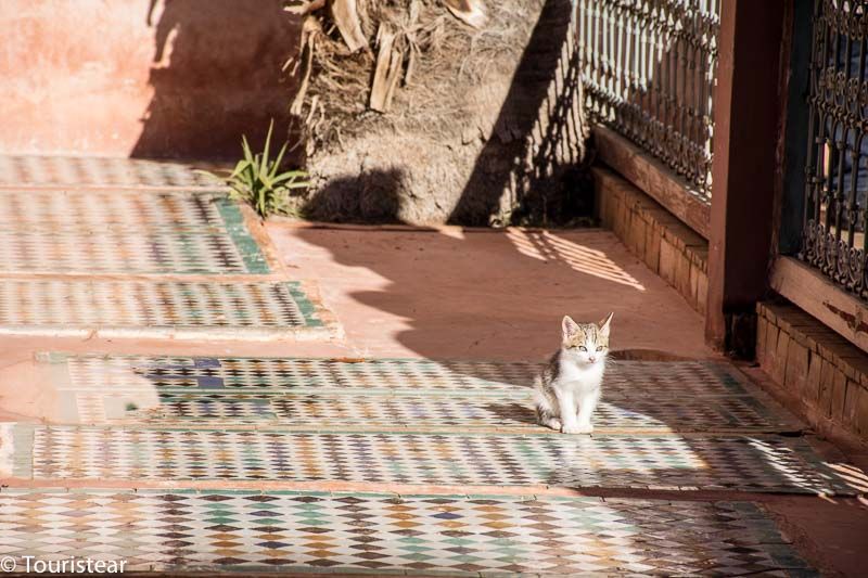 Kitten at saudi tombs