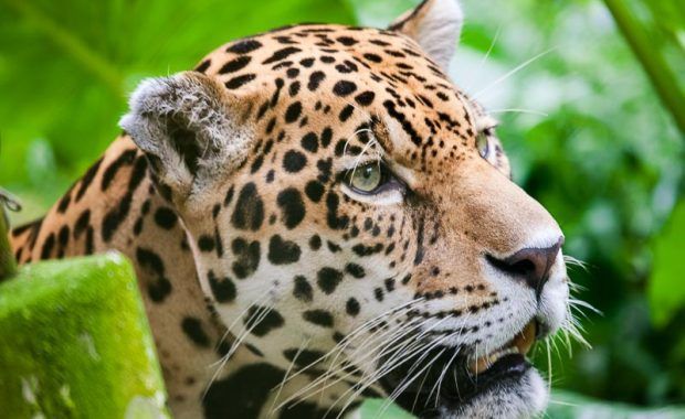 jaguar-selva-peruana