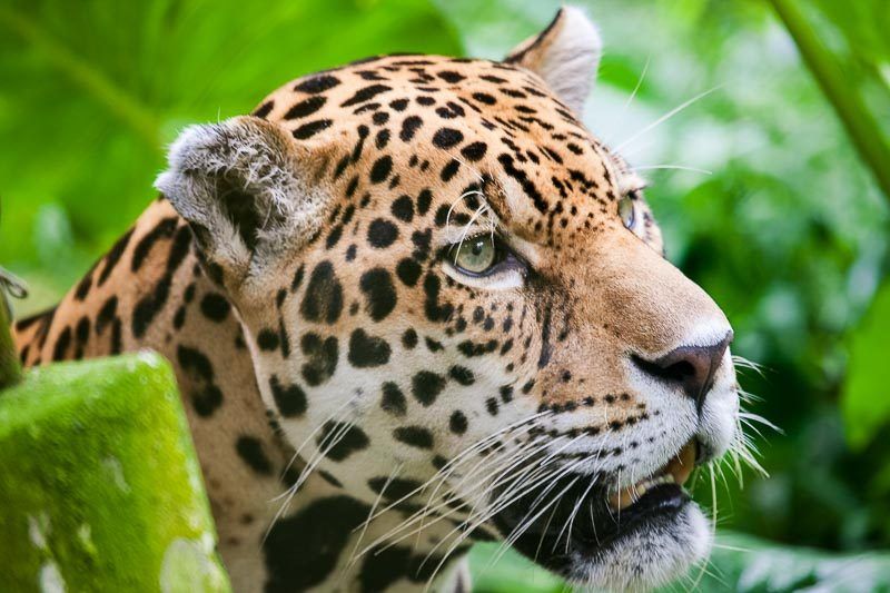 Selva Peruana, Loreto, Jaguar entre la vegetación.