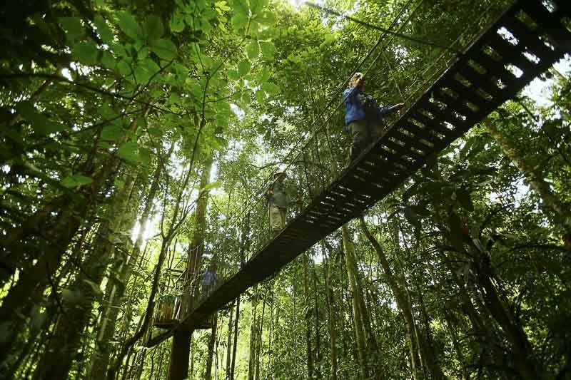 Peruvian Forest, Loreto, Iquitos, Peru