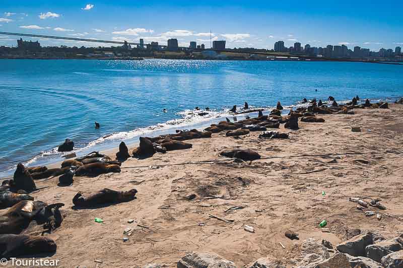 lobos marinos en mar del plata