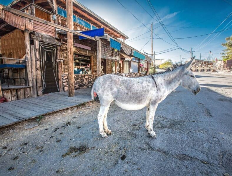 burro gris y blanco en calle principal de Oatman Az