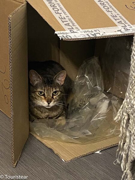 Sumi, mi gata, en la caja de la mochila shell