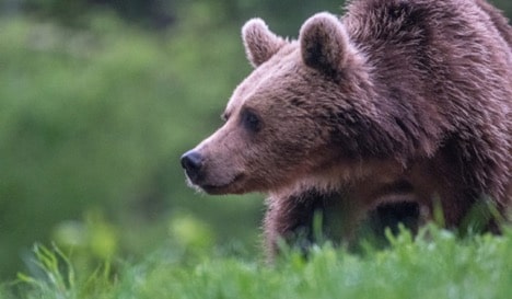 Observando osos de Transilvania