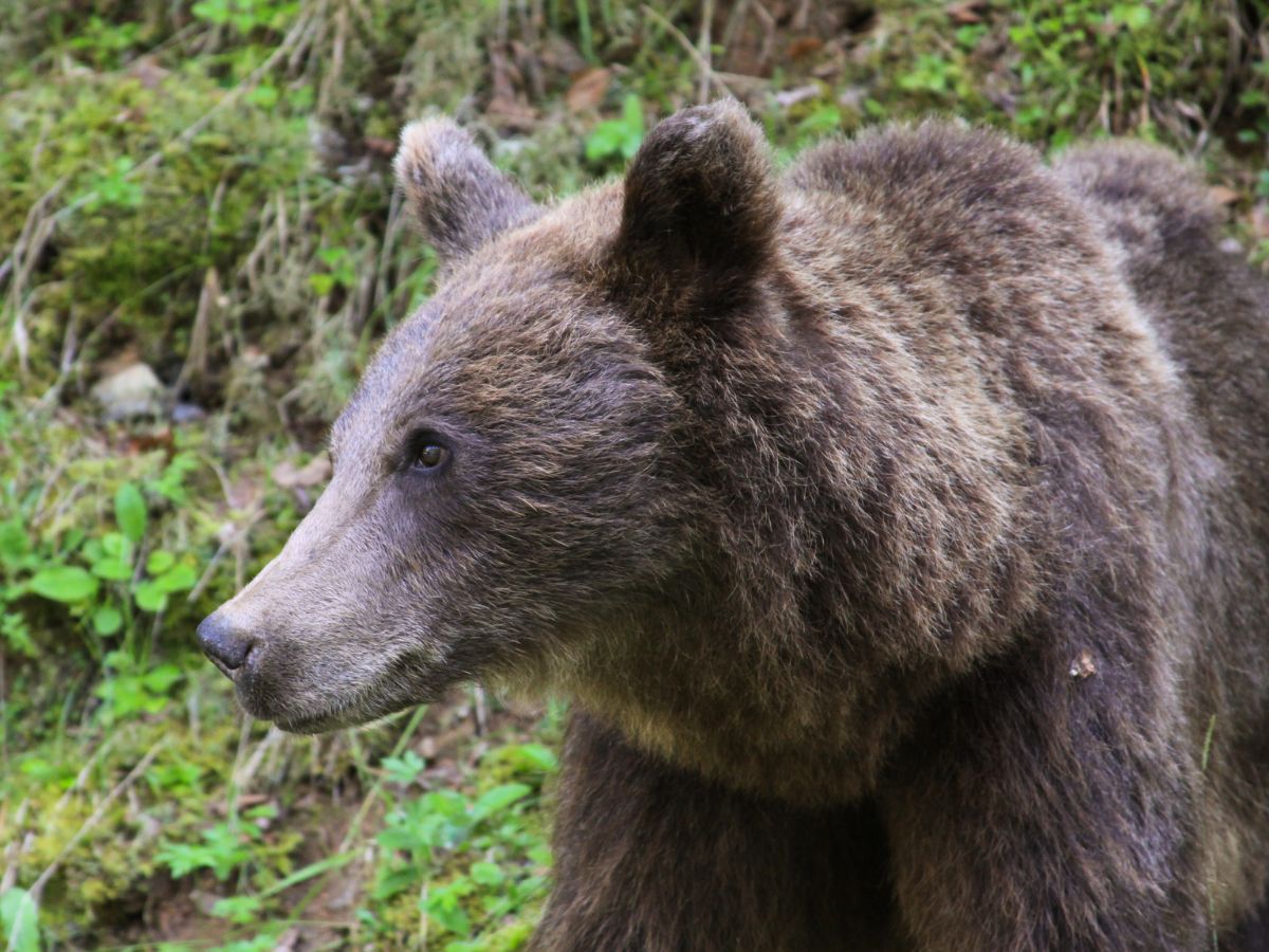 A close up view of a Carpathian bear to see in Transylvania