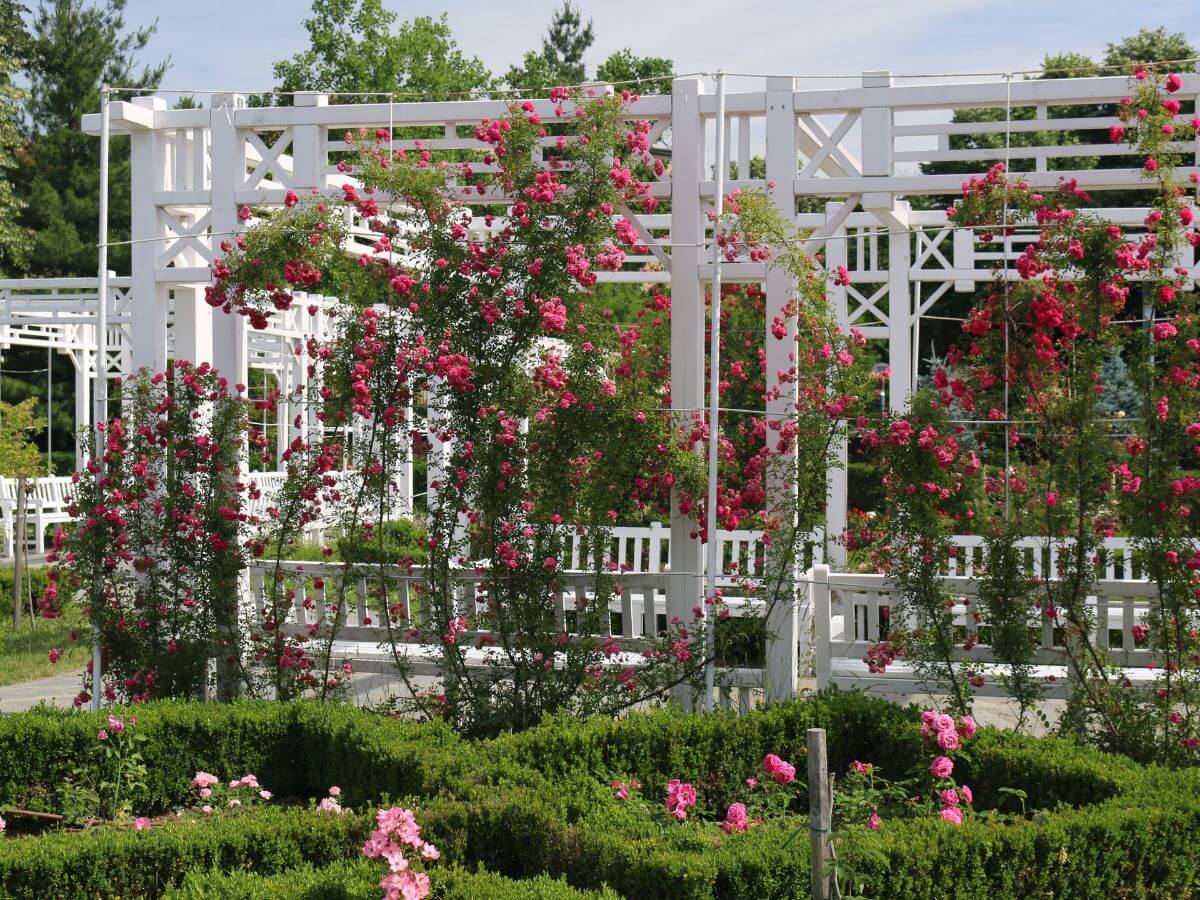 Timisoara, Romania Roses Park