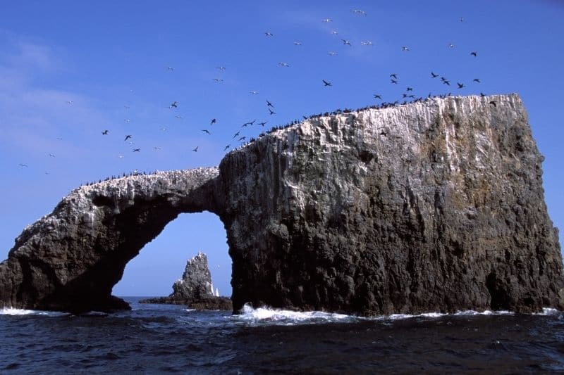 Isla con aves en Parque nacional Channel Islands