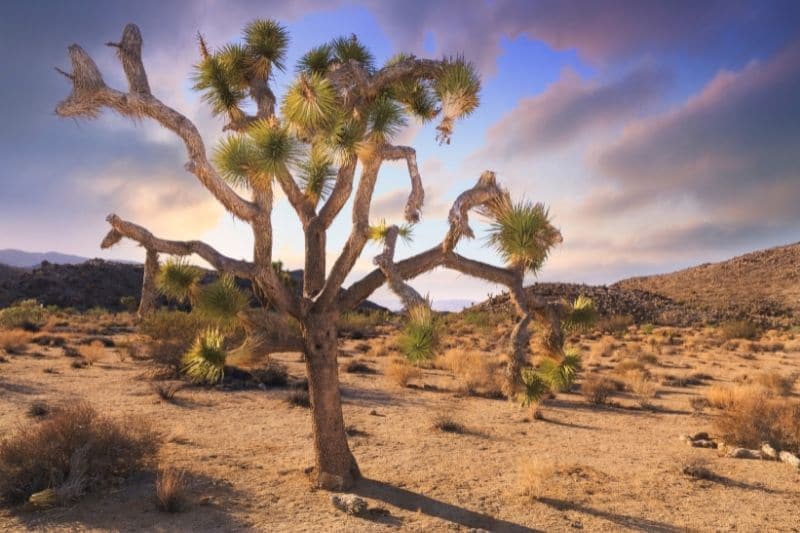 Joshua Tree National Park
