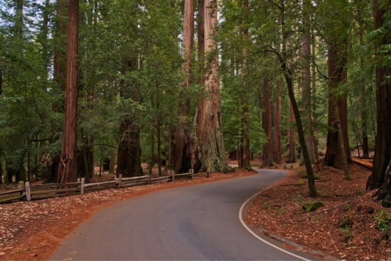 Redwoods National Park - California