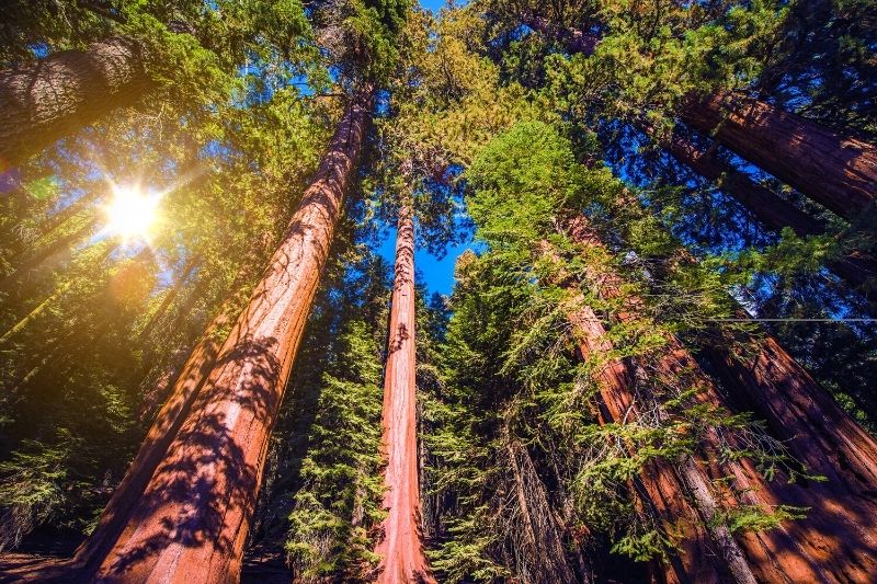 Sequoia and Kings Canyon National Park