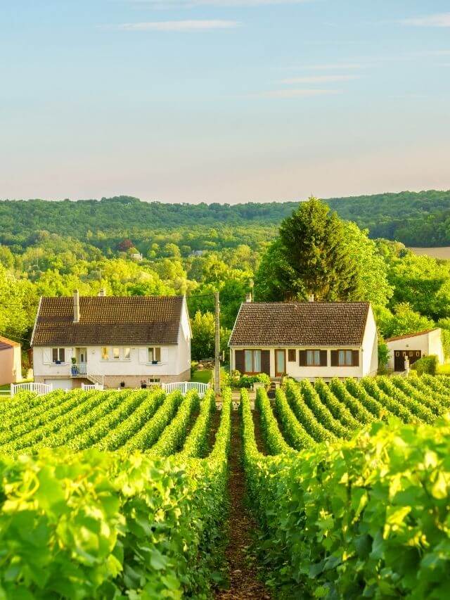 reims vineyard champagne on a day trip from Paris