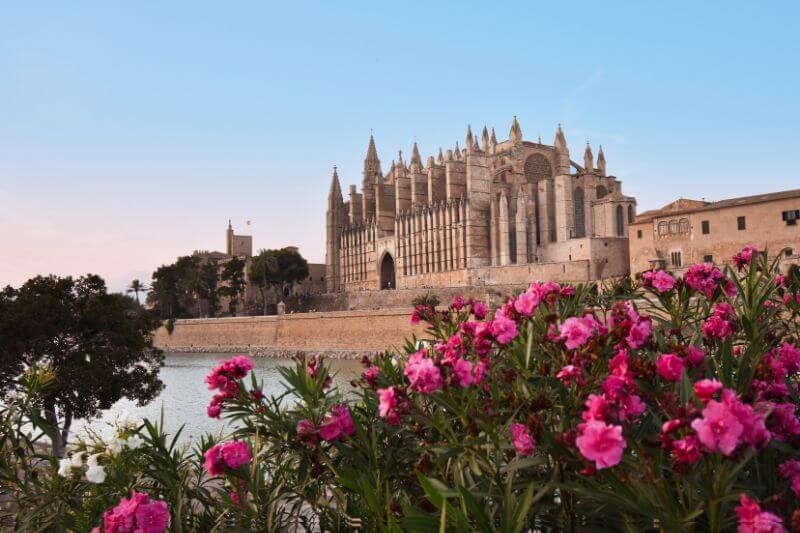 Catedral de Mallorca con flores rosas y cielo azul