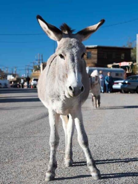 Donkey on the street in Oatman, Arizona.