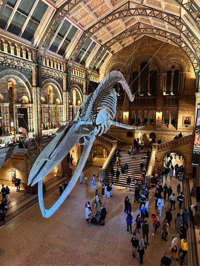 Dinosaurio del Museo de historia natural de Londres