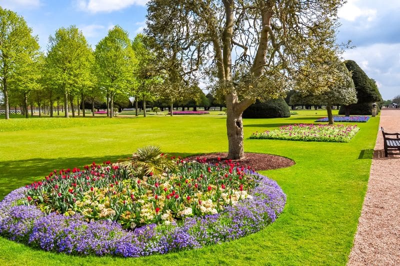 garden with trees and flowers of purple and yellow in the foreground