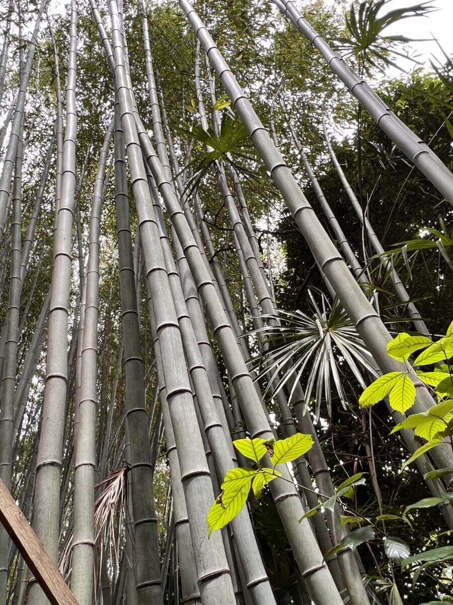 Arashiyama bosque de bambu