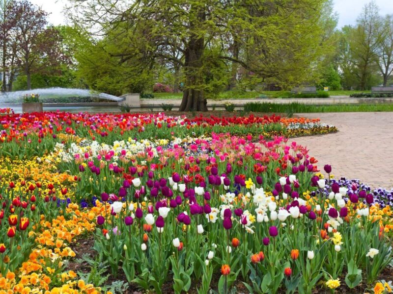 Rheinpark in Spring Cologne Germany filled with tulips, visiting here is one of the best places for saving money while traveling