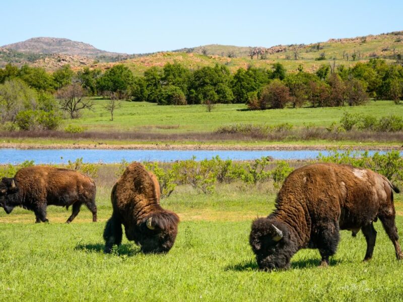 Bisontes comiendo hierba en el Refugio de Fauna Salvaje de las Montañas Wichita, en el suroeste de Oklahoma