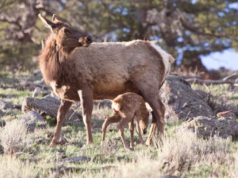 mountain elk in the yellowstone national park, one of the best road trip destinations in the usa